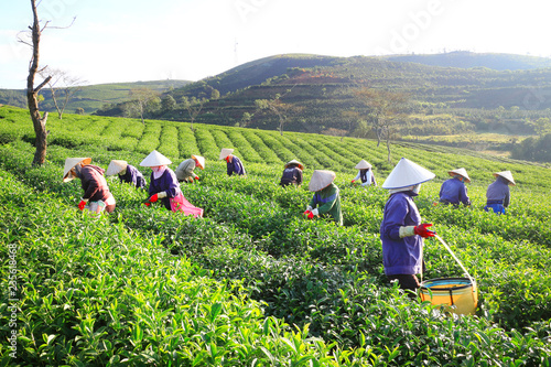 Dalat, Vietnam, November 20, 2018: A group of farmers picking tea on a summer afternoon in Cau Dat tea plantation, Da lat, Vietnam