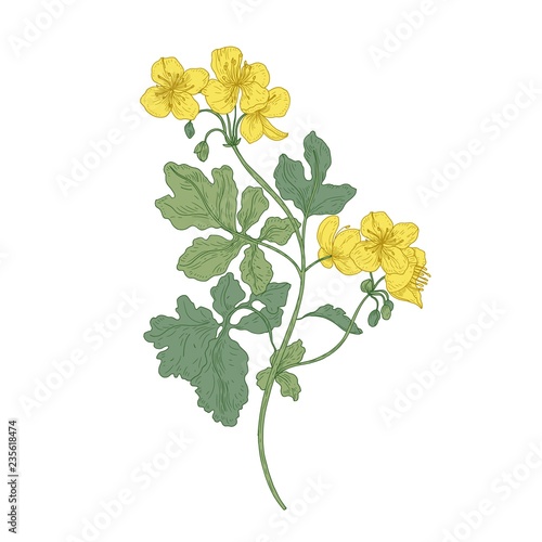 Celandine or nipplewort flowers isolated on white background. Botanical drawi...