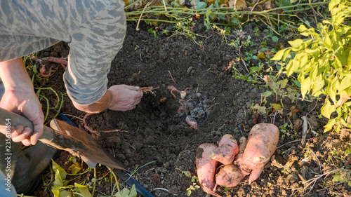 Farmer digging up with a showel and harvesting sweet potatoes at field