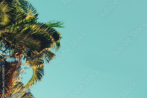 palm tree with clear sky 