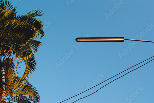 palm tree and electric cable under the sky 