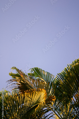 palm tree with clear sky 