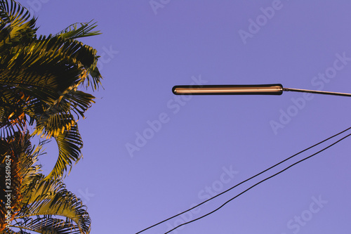 palm tree and electric cable under the sky 