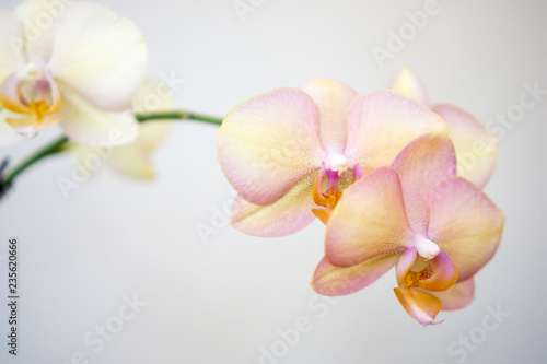 Fototapeta Naklejka Na Ścianę i Meble -  Bright orchid blossom against a white background