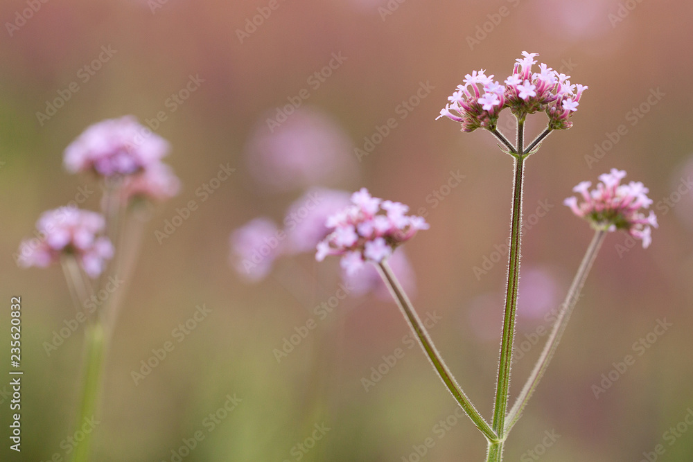 beautiful flowers of verbena blooming in the summer park or garden beautiful flowers of verbena blooming in the summer park or garden