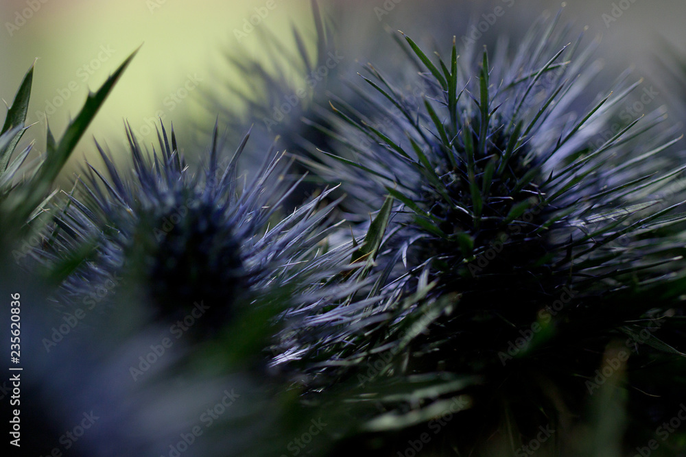 beautiful funny flowers of eryngium beautiful funny flowers of eryngium