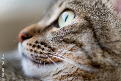 Portrait of a cute cat closeup at home