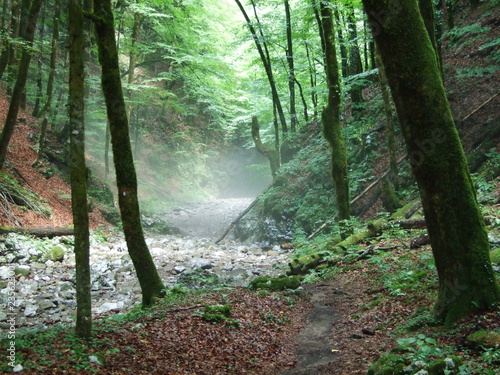 Fresh forest foggy morning in the Risnjak national park photo