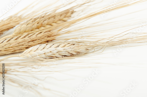 Dried ears of cereal in a bundle on white background.