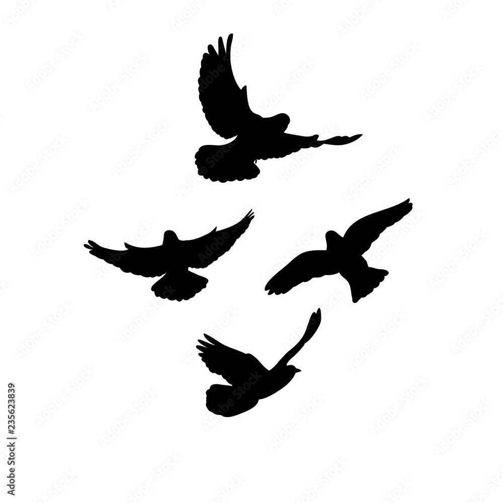 silhouette, flying flock of birds