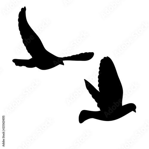 dove silhouette, flying flock of birds