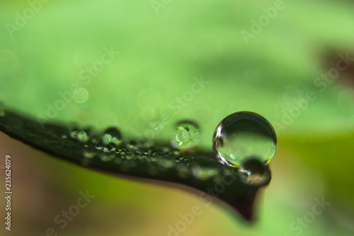 Macro shot of water droplet on end of leaf
