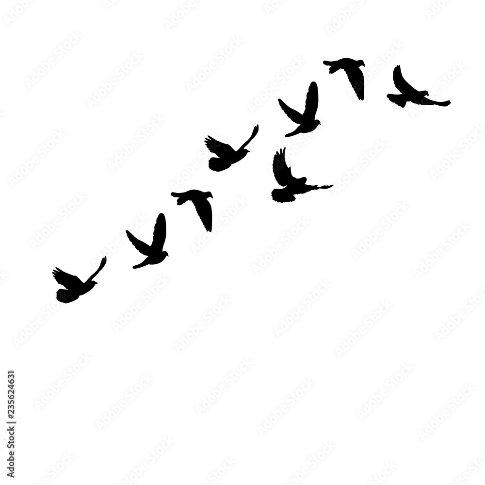 vector isolated flying flock of pigeons