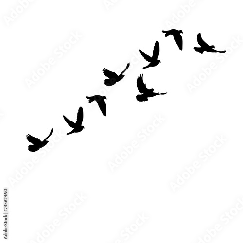 vector isolated flying flock of pigeons