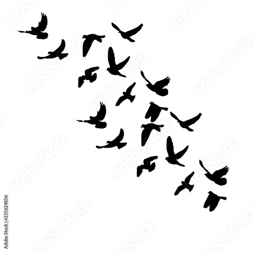 a flock of flying birds, black silhouette of pigeons fly