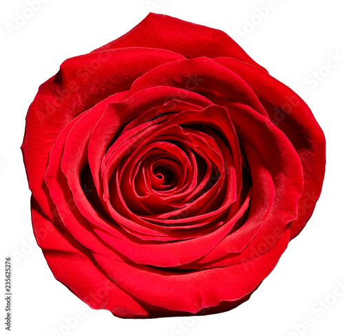 flower rose petal blossom red nature beautiful background