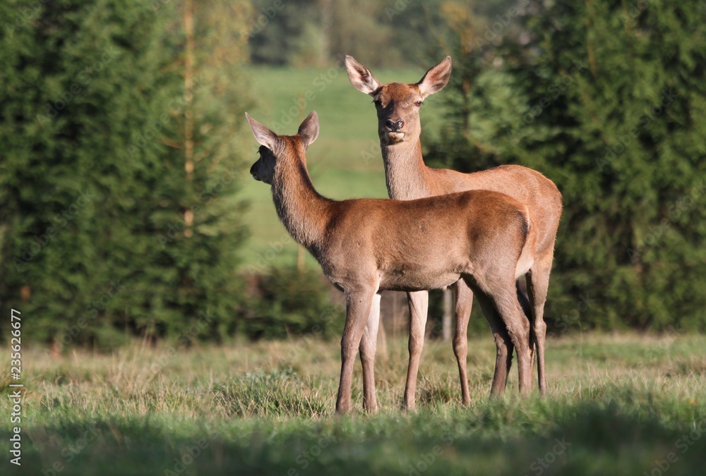 Roe deer with fawn grazing in the meadow. Wildlife scene from nature. Roe deer with fawn grazing in the meadow. Wildlife scene from nature.