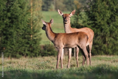 Roe deer with fawn grazing in the meadow. Wildlife scene from nature.