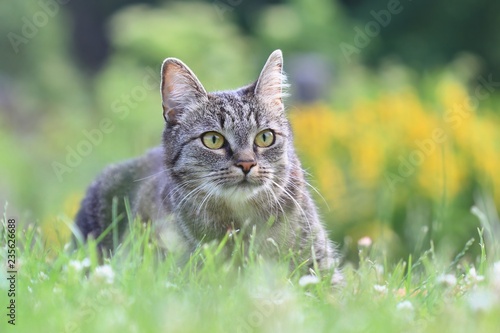 Beautiful tabby cat lying in the blooming meadow. Felis silvestris catus. Cat in the nature.
