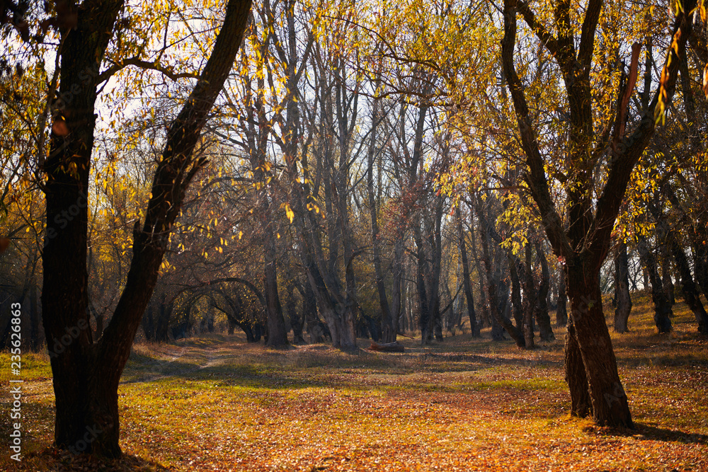 beautiful trees in the autumn forest,bright sunlight at day beautiful trees in the autumn forest,bright sunlight at day