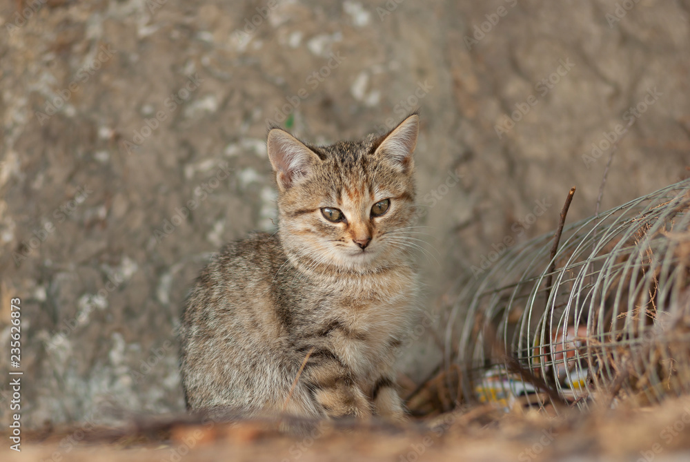 Outdoor portrait of stray tabby kitty hiding using the same coloration like surroundings Outdoor portrait of stray tabby kitty hiding using the same coloration like surroundings