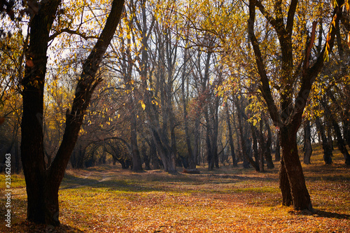 beautiful trees in the autumn forest,bright sunlight at day