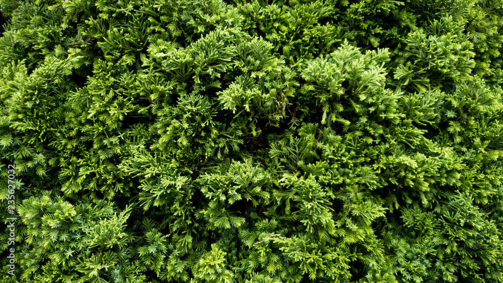 Top view. Forest pine tree green background