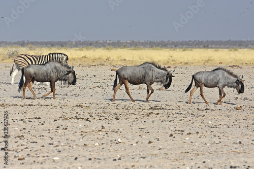 Streifengnus  Connochaetes taurinus  auf dem Weg zum Wasserloch im Etosha Nationalpark  Namibia 