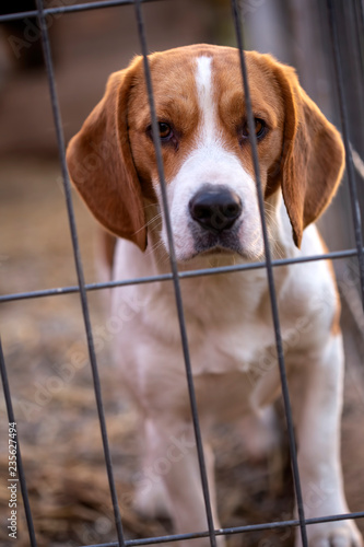 Close up of A beagle dog in cage, behind the bars