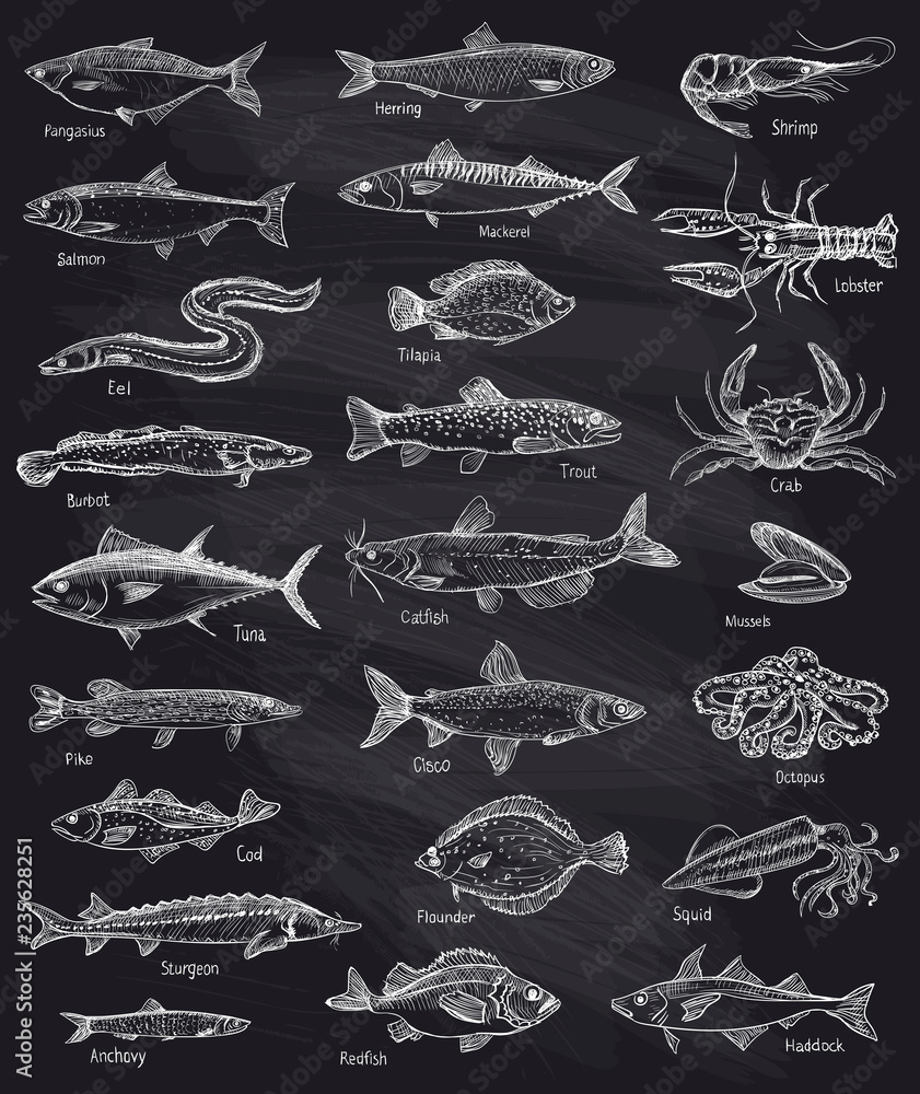 Obraz premium Fish and seafood hand drawn graphic illustration