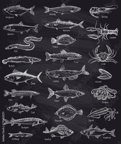 Fish and seafood hand drawn graphic illustration
