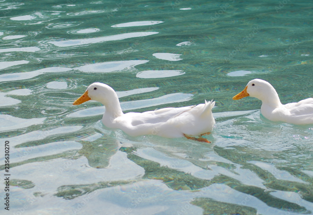 dwie kaczki w wodzie