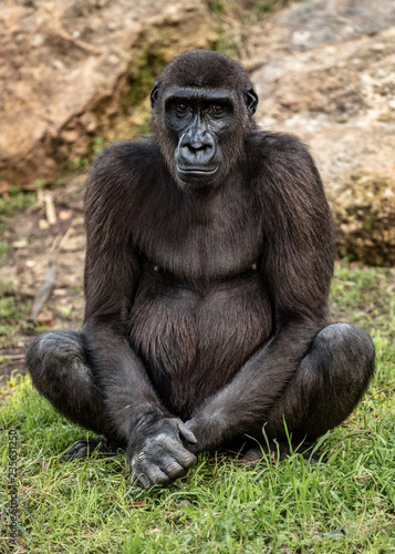 Big Gorilla sits on the grass 