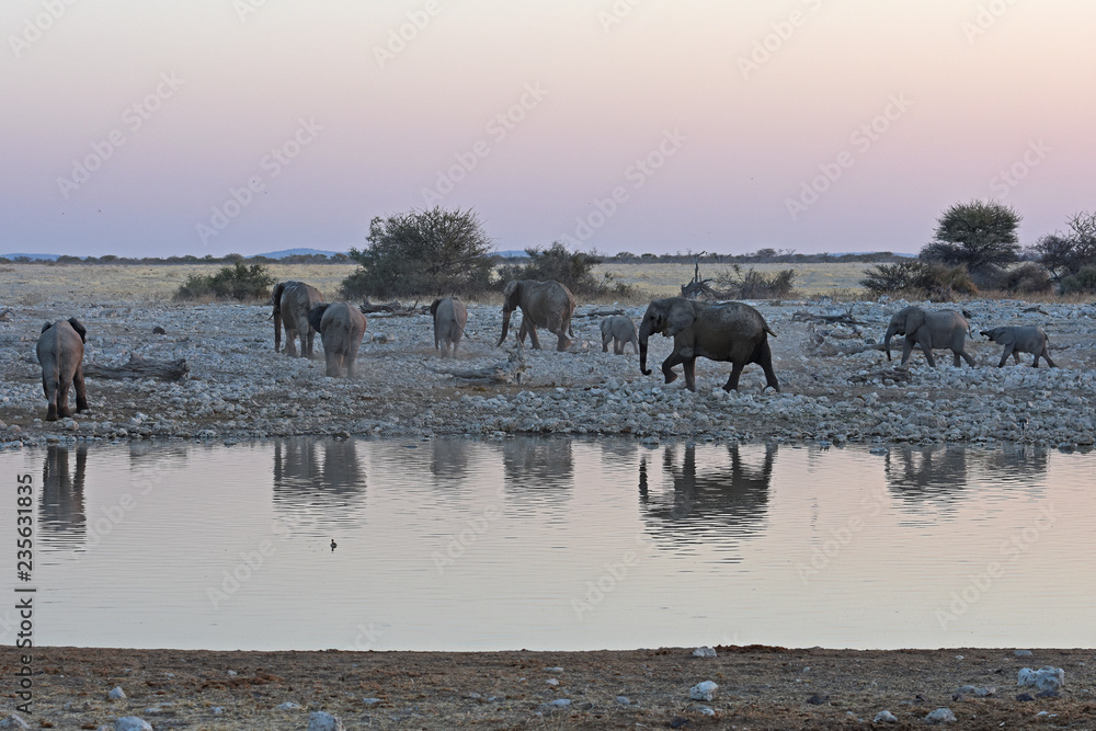 Obraz premium Elefanten (loxodonta africana) am Wasserloch Okaukuejo im Etosha Nationalpark in Namibia