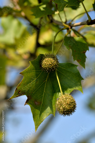 Fruits of a plane tree in autumn