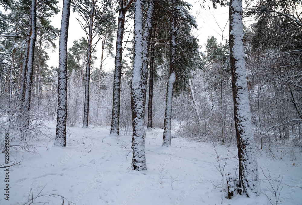 Naklejka premium Winter snow forest. Snow lies on the branches of trees. Frosty snowy weather. Beautiful winter forest landscape.
