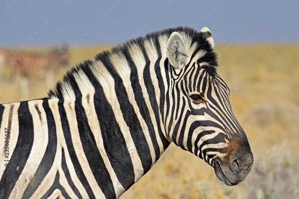Zebra im Etosha Nationalpark in Namibia Zebra im Etosha Nationalpark in Namibia