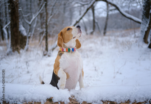 Beagle dog on a walk in a snow-covered Park