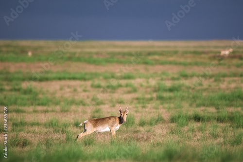 Saiga tatarica is listed in the Red Book  Chyornye Zemli  Black Lands  Nature Reserve  Kalmykia region  Russia.