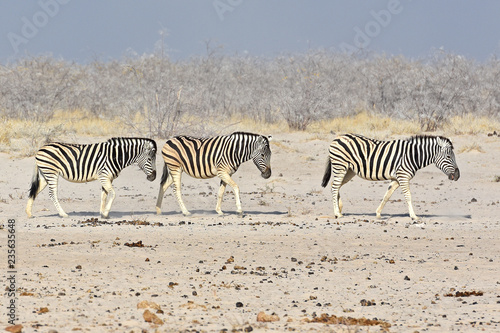 Zebraherde auf dem Weg zum Wasserloch im Etosha Nationalpark in Namibia