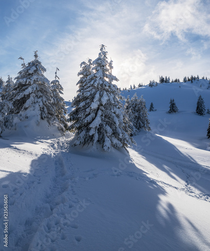 Beautiful winter landscape. Green fir trees under heavy snow on the foothills.