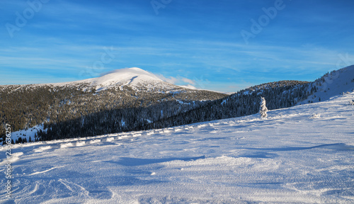 Mount Goverla, Ukraine. Beautiful winter landscape. Tops of mountains covered with snow and green firs at the foothills.