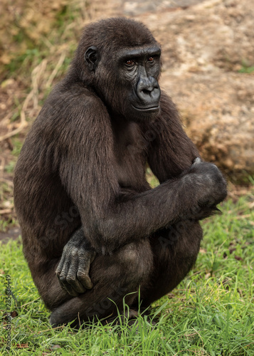 Big Gorilla sits on the grass © dmlid