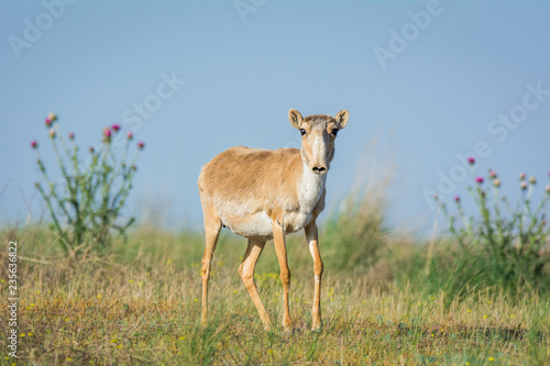 Saiga tatarica is listed in the Red Book  Chyornye Zemli  Black Lands  Nature Reserve  Kalmykia region  Russia.