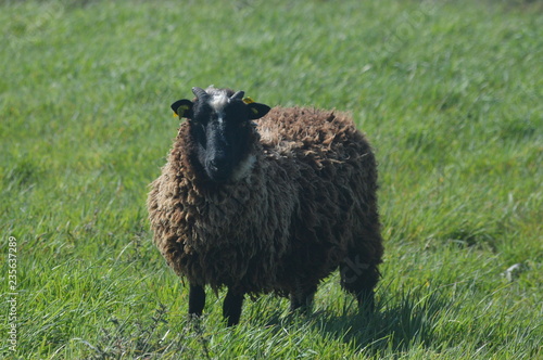 Mouton