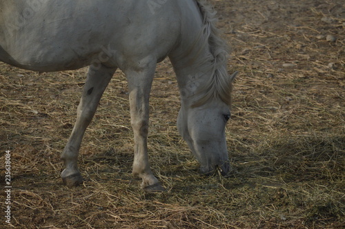 Cheval