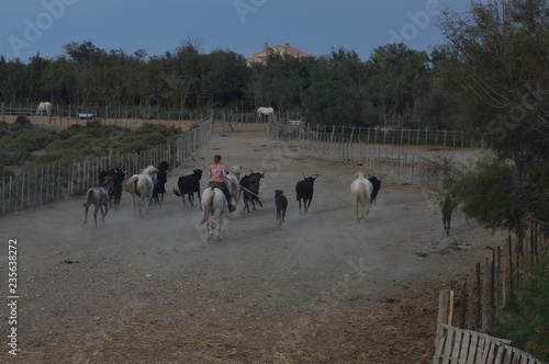 Camargue