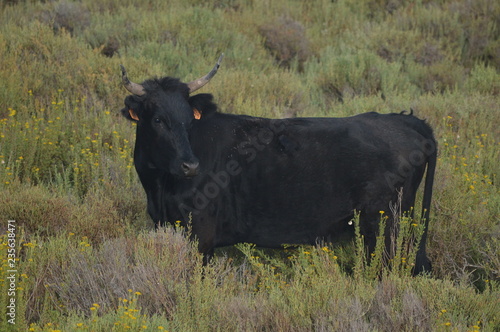 taureau 