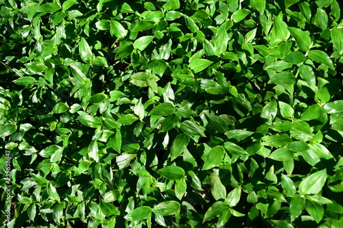 Green leaves texture. Green leaves background with sun light.