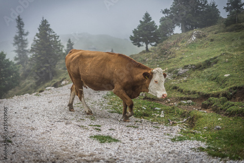 Velika Planina - The Geat Pasture - Slovenia. Misty mountains, shepherd houses, green rolling hills. Cow on the pasture.